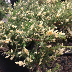 Можжевельник Спотти Спридер  